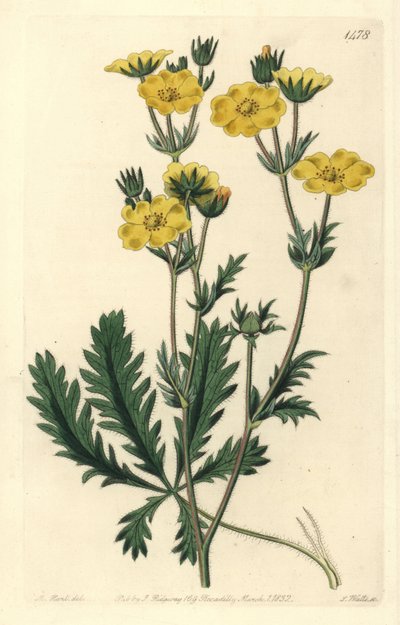 Cinquefoil ड्रेसी - दांतेदार-लीक्ड Cinquefoil, Potentilla laciniosa। सिडेनहैम एडवर्ड्स के बॉटनिकल रजिस्टर, रिजवे, लंदन से एम. हार्ट के एक चित्रण के बाद एस. वाट्स द्वारा उत्कीर्ण हाथ के रंग का ताम्रपत्र द्वारा सिडेनहैम टीस्ट एडवर्ड्स