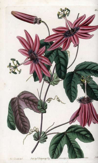 क्रिमसन पैशन - इंग्लैंड के सिडेनहैम एडवर्ड्स (1768-1819) के बॉटनिकल रजिस्टर से सारा ऐनी ड्रेक (1803-1857) के एक दृष्टांत से एस। वाट्स द्वारा उकेरी गई प्लेट द्वारा सिडेनहैम टीस्ट एडवर्ड्स