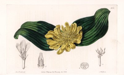 Daubenya Variete - इंग्लैंड के सिडेनहैम एडवर्ड्स (1768-1819) के बॉटनिकल रजिस्टर से सारा ऐनी ड्रेक (1803-1857) के एक चित्रण से, एस। वाट्स द्वारा उकेरी गई प्लेट द्वारा सिडेनहैम टीस्ट एडवर्ड्स