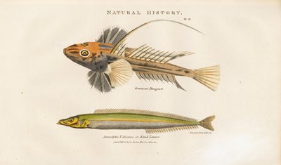  द्वारा सिडेनहैम टीस्ट एडवर्ड्स