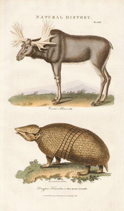  द्वारा सिडेनहैम टीस्ट एडवर्ड्स