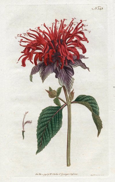 फिस्टुला मोनार्डे - विलियम कर्टिस की बॉटनिकल मैगज़ीन (1746-1799) से सिडेनहैम एडवर्ड्स (1768-1819) द्वारा लिथोग्राफी द्वारा सिडेनहैम टीस्ट एडवर्ड्स