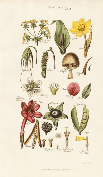  द्वारा सिडेनहैम टीस्ट एडवर्ड्स