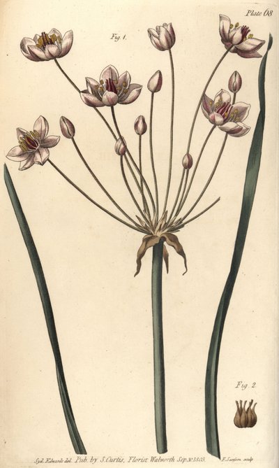 फ्लावरिंग रश, ब्यूटोमस umbellatus, Hexagynia, hermaphrodite Flower 1 और pistilla 2. वानस्पतिक उद्यान में दिए गए विलियम कर्टिस के व्याख्यान के लिए सिडेनहैम एडवर्ड्स द्वारा एक वनस्पति चित्रण के F. Sansom द्वारा उत्कीर्ण हाथ के रंग का कॉपरप्लेट, जैसा कि बॉटैन द्वारा सिडेनहैम टीस्ट एडवर्ड्स
