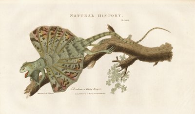  द्वारा सिडेनहैम टीस्ट एडवर्ड्स