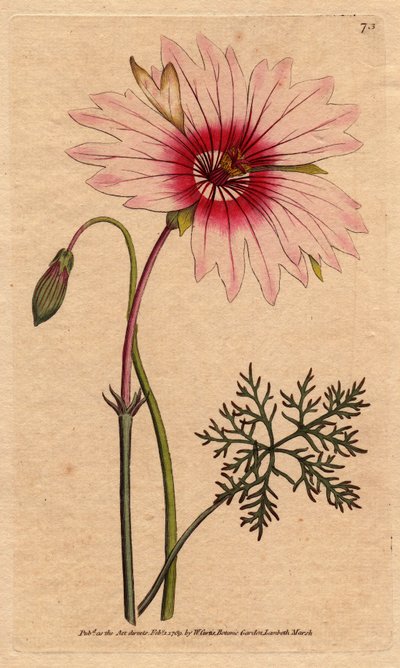 Geranium monsonia में बड़े हल्के गुलाबी और गहरे गुलाबी रंग के फूल होते हैं। हल्के गुलाबी और गहरे गुलाबी फूलों के साथ बड़े फूल वाले मोनोसोनिया। मॉनसोनिया स्पेशोसा। विलियम कर्टिस के "" बॉटन से सिडेनहैम एडवर्ड्स द्वारा एक वानस्पतिक चित्रण से उत्कीर् द्वारा सिडेनहैम टीस्ट एडवर्ड्स