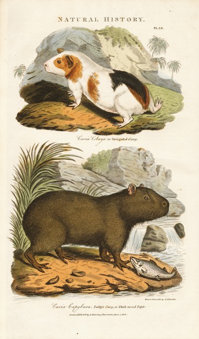  द्वारा सिडेनहैम टीस्ट एडवर्ड्स