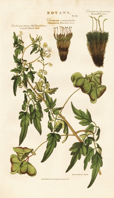  द्वारा सिडेनहैम टीस्ट एडवर्ड्स