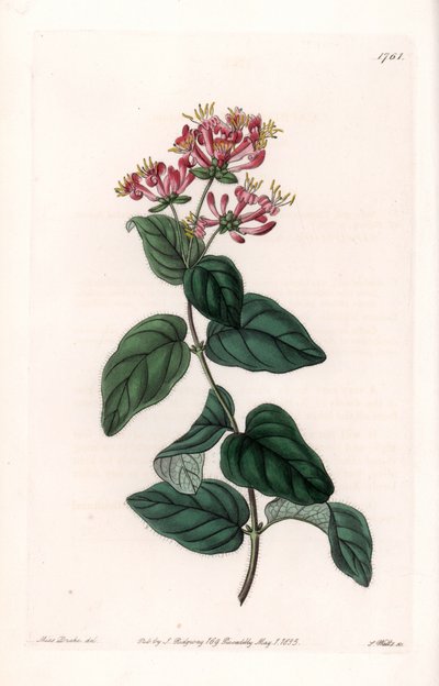 हर्ब वैराइटी - इंग्लैंड के सिडेनहैम एडवर्ड्स (1768-1819) के बॉटनिकल रजिस्टर से सारा ऐनी ड्रेक (1803-1857) के एक चित्रण से एस। वाट्स द्वारा उकेरी गई प्लेट द्वारा सिडेनहैम टीस्ट एडवर्ड्स