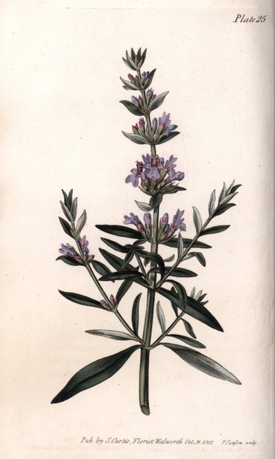 Hyssop या ऑफिसिनल hyssop। रंगीन तांबे की नक्काशी, लैम्बेथ (इंग्लैंड) के बॉटनिकल गार्डन, बॉटनिकल गार्डन के सम्मेलनों के लिए सिडेनहैम एडवर्ड्स (1768-1819) द्वारा चित्रण द्वारा सिडेनहैम टीस्ट एडवर्ड्स