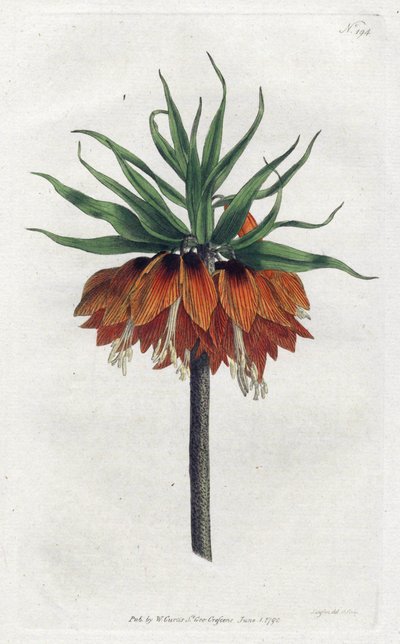 इंपीरियल फ्रिटिलरी या इंपीरियल क्राउन - सिडेनहैम एडवर्ड्स (1768-1819) द्वारा लिथोग्राफी, विलियम कर्टिस बॉटनिकल मैगज़ीन से प्लेट (1746-1799) द्वारा सिडेनहैम टीस्ट एडवर्ड्स