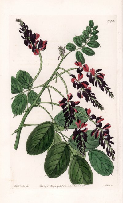 इंडिगोफेरा वैराइटी - इंग्लैंड के सिडेनहैम एडवर्ड्स (1768-1819) के बॉटनिकल रजिस्टर से सारा ऐनी ड्रेक (1803-1857) के एक चित्रण से एस। वाट्स द्वारा उकेरी गई प्लेट द्वारा सिडेनहैम टीस्ट एडवर्ड्स