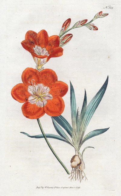 इक्सी ऑरेंज - सिडेनहैम एडवर्ड्स द्वारा लिथोग्राफी (1768-1819), विलियम कर्टिस की बॉटनिकल मैगज़ीन की प्लेट (1746-1799) द्वारा सिडेनहैम टीस्ट एडवर्ड्स