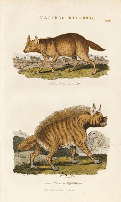  द्वारा सिडेनहैम टीस्ट एडवर्ड्स