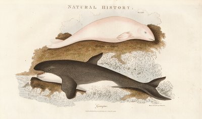  द्वारा सिडेनहैम टीस्ट एडवर्ड्स