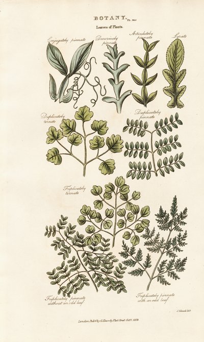  द्वारा सिडेनहैम टीस्ट एडवर्ड्स