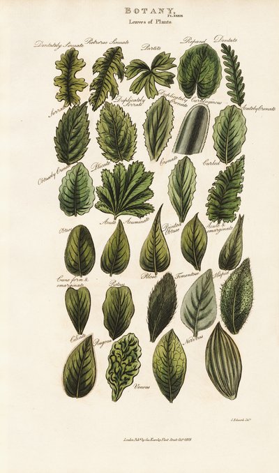  द्वारा सिडेनहैम टीस्ट एडवर्ड्स