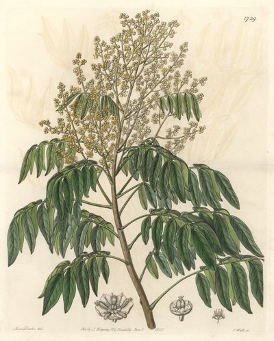लोंगानियर, मूल रूप से चीन से - एस। वानस्पतिक रजिस्टर से सारा ऐनी ड्रेक (1803-1857) के एक चित्रण से मजबूत पानी। द्वारा सिडेनहैम टीस्ट एडवर्ड्स