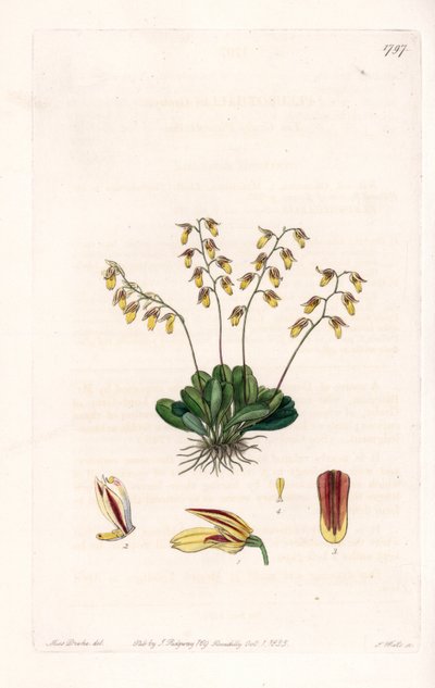 आर्किड: एपिडेन्ड्रे की विविधता - इंग्लैंड के सिडेनहैम एडवर्ड्स (1768-1819) के बॉटनिकल रजिस्टर से सारा ऐनी ड्रेक (1803-1857) के एक चित्रण से एस। वाट्स द्वारा उकेरी गई प्लेट द्वारा सिडेनहैम टीस्ट एडवर्ड्स