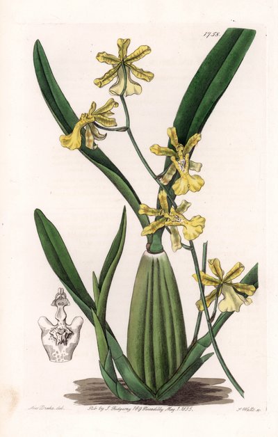 ऑर्किड, ऑन्सीडियम की विविधता, दक्षिण अमेरिका के मूल निवासी - एस.वाट्स द्वारा उत्कीर्ण प्लेट, इंग्लैंड के सिडेनहैम एडवर्ड्स (1768-1819) के बॉटनिकल रजिस्टर से सारा ऐनी ड्रेक (1803-1857) के एक चित्रण से। द्वारा सिडेनहैम टीस्ट एडवर्ड्स