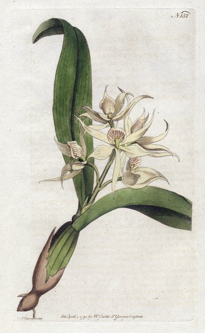 ऑर्किडी एपिडेंड्रम फ्रैगफ्यूमी - YDENHAM एडवर्ड्स द्वारा लिथोग्राफी (1768-1819), विलियम कर्टिस द्वारा बॉटनिकल मैगज़ीन की प्लेट (1746-1799) द्वारा सिडेनहैम टीस्ट एडवर्ड्स