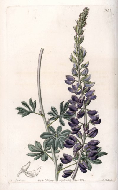 पर्पल ल्यूपिन वैराइटी - इंग्लैंड के सिडेनहैम एडवर्ड्स (1768-1819) के बॉटनिकल रजिस्टर से सारा ऐनी ड्रेक (1803-1857) के एक चित्रण से, एस। वाट्स द्वारा उकेरा गया। द्वारा सिडेनहैम टीस्ट एडवर्ड्स