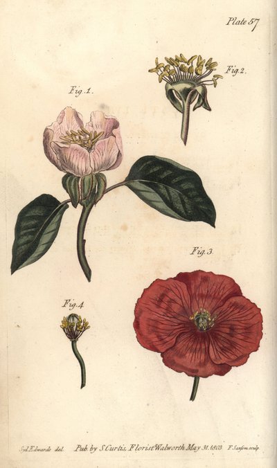 Quince फूल, Cydonia oblonga, Icosandri द्वारा सिडेनहैम टीस्ट एडवर्ड्स