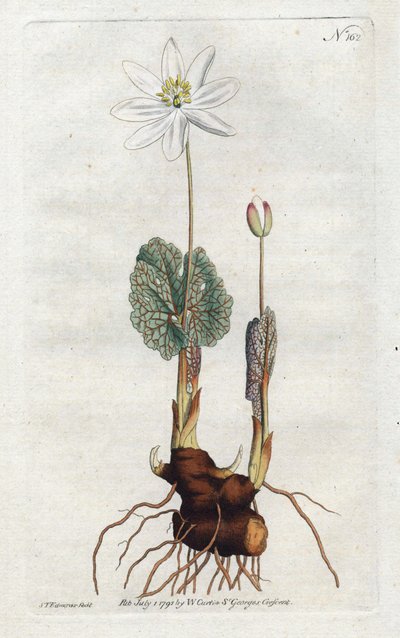 Sanguinaire du कनाडा - सिडेनहैम एडवर्ड्स द्वारा लिथोग्राफ (1768-1819), विलियम कर्टिस की बॉटनिकल मैगज़ीन की प्लेट (1746-1799) द्वारा सिडेनहैम टीस्ट एडवर्ड्स