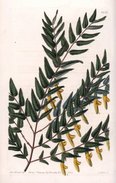 स्कोटिया एक चिकनी शाखाएँ - इंग्लैंड के सिडेनहैम एडवर्ड्स (1768-1819) के बॉटनिकल रजिस्टर से सारा ऐनी ड्रेक (1803-1857) के एक चित्रण से एस। वाट्स द्वारा उकेरी गई प्लेट द्वारा सिडेनहैम टीस्ट एडवर्ड्स