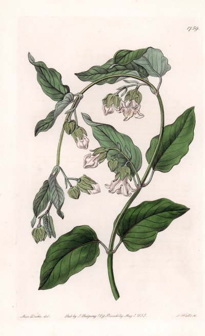 सिल्क-धारक अरुजिया - इंग्लैंड के सिडेनहैम एडवर्ड्स (1768-1819) के बॉटनिकल रजिस्टर से सारा ऐनी ड्रेक (1803-1857) के एक चित्रण से एस। वाट्स द्वारा उकेरी गई प्लेट द्वारा सिडेनहैम टीस्ट एडवर्ड्स