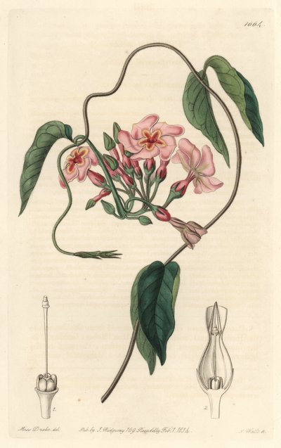 स्टेलर इचिट, ब्राजील के मूल निवासी - बॉटनिकल रजिस्टर से सारा ऐनी ड्रेक (1803-1857) के एक चित्रण से एस। वाट्स द्वारा वाटर फोर्ट द्वारा सिडेनहैम टीस्ट एडवर्ड्स