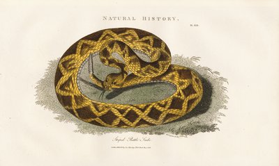  द्वारा सिडेनहैम टीस्ट एडवर्ड्स