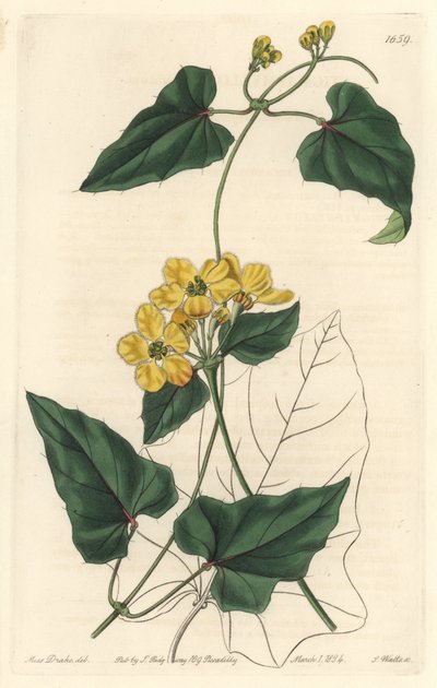 Stygmaphyllon, दक्षिण अमेरिका के मूल निवासी - बॉटनिकल रजिस्टर से सारा ऐनी ड्रेक (1803-1857) के एक चित्रण से एस। वाट्स द्वारा मजबूत पानी द्वारा सिडेनहैम टीस्ट एडवर्ड्स