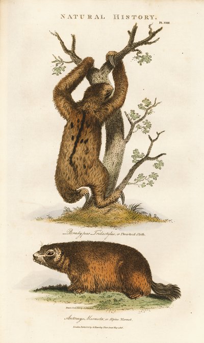  द्वारा सिडेनहैम टीस्ट एडवर्ड्स