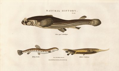  द्वारा सिडेनहैम टीस्ट एडवर्ड्स