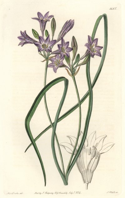 Triteleia ou brodiacea lache - बॉटनिकल रजिस्टर से सारा ऐनी ड्रेक (1803-1857) के एक दृष्टांत से एस. वाट्स द्वारा वाटर फोर्टे द्वारा सिडेनहैम टीस्ट एडवर्ड्स