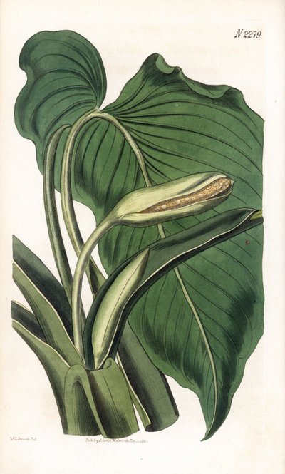 Variete de calla ou arum - सुगंधित कैला, होमालोमेना एरोमेटिका (कैला एरोमेटिका)। सैमुअल कर्टिस की "" बॉटनिकल मैगज़ीन, "" लंदन से सिडेनहैम एडवर्ड्स द्वारा एक चित्रण के बाद वेडेल द्वारा उत्कीर्ण हाथ के रंग का ताम्रपत्र द्वारा सिडेनहैम टीस्ट एडवर्ड्स