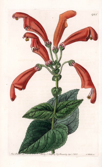 Variete de gesneria, एक फूल ट्यूबों में - S.Watts द्वारा उकेरी गई प्लेट, इंग्लैंड के सिडेनहैम एडवर्ड्स (1768-1819) के बॉटनिकल रजिस्टर से सारा ऐनी ड्रेक (1803-1857) के एक चित्रण पर आधारित है। द्वारा सिडेनहैम टीस्ट एडवर्ड्स