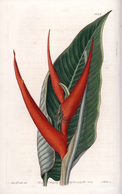 Variete d'heliconia (तथाकथित आटा) - इंग्लैंड के सिडेनहैम एडवर्ड्स (1768-1819) के बॉटनिकल रजिस्टर से सारा ऐनी ड्रेक (1803-1857) के एक चित्रण के आधार पर, S.Watts द्वारा उकेरी गई प्लेट द्वारा सिडेनहैम टीस्ट एडवर्ड्स