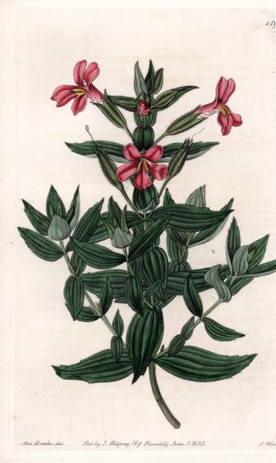 सिडेनहैम एडवर्ड्स (1768-1819), इंग्लैंड के बॉटनिकल रजिस्टर से सारा ऐनी ड्रेक (1803-1857) के एक दृष्टांत से, एस। वाट्स द्वारा उत्कीर्ण बोर्ड की विविधता (बंदर या कस्तूरी फूल) द्वारा सिडेनहैम टीस्ट एडवर्ड्स