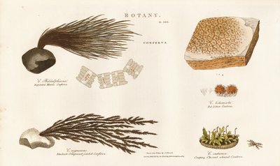  द्वारा सिडेनहैम टीस्ट एडवर्ड्स