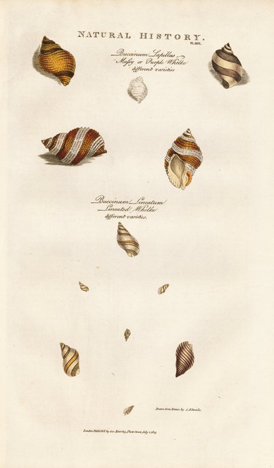  द्वारा सिडेनहैम टीस्ट एडवर्ड्स