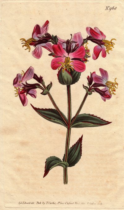 वर्जीनिया rhexia, बैंगनी और गुलाबी फूलों के साथ वर्जिनियन rhexia, रंगीन गुलाबी और गुलाबी रंग के फूलों के साथ। रेक्सिया वर्जिनिका। विलियम कर्टिस की "" बॉटनिकल मैगज़ीन"" 1790-1 से सिडेनहैम एडवर्ड्स द्वारा एक वानस्पतिक चित्रण से उत्कीर्ण ह द्वारा सिडेनहैम टीस्ट एडवर्ड्स