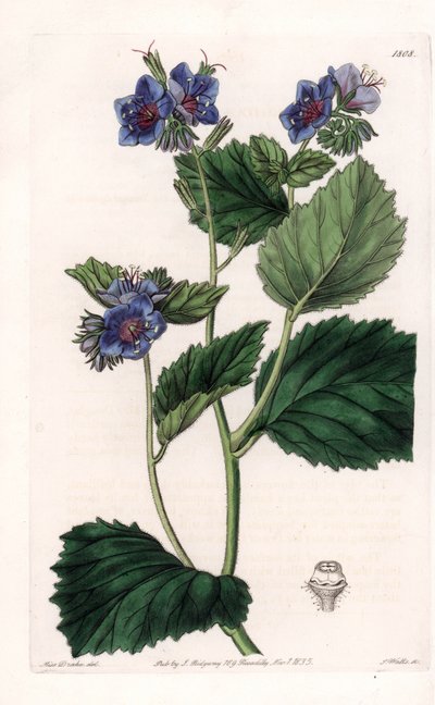 विस्कोस फैसिलिया - इंग्लैंड के सिडेनहैम एडवर्ड्स (1768-1819) के बॉटनिकल रजिस्टर से सारा ऐनी ड्रेक (1803-1857) के एक चित्रण से, एस। वाट्स द्वारा उकेरी गई प्लेट द्वारा सिडेनहैम टीस्ट एडवर्ड्स