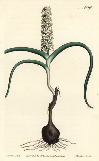 Wurmbea monopetala (कई-फूल वाले मेलेंथियम, मेलांथियम मोनोपेटलम)। विलियम कर्टिस की बॉटनिकल मैगज़ीन, टी. कर्टिस, लंदन से सिडेनहैम एडवर्ड्स के एक चित्रण के बाद एफ. सनसोम जूनियर द्वारा उत्कीर्ण हाथ के रंग का ताम्रपत्र द्वारा सिडेनहैम टीस्ट एडवर्ड्स
