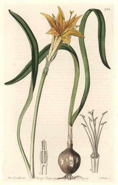 पीला पायरोलिरियन (Amaryllis arvensis), पेरू के मूल निवासी - वानस्पतिक रजिस्टर से निकाले गए सारा ऐनी ड्रेक (1803-1857) के एक चित्रण से एस। वाट्स द्वारा मजबूत पानी द्वारा सिडेनहैम टीस्ट एडवर्ड्स