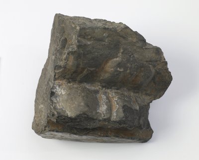 कमल की पीठ का फड़कना द्वारा तांग राजवंश चीनी स्कूल