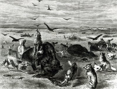 मैदानों पर भैंस का वध, हार्पर्स वीकली 1872 से द्वारा थियोडोर रसेल डेविस