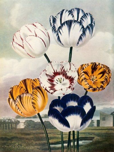 ट्यूलिप, c1802-1821, 1948। द्वारा थॉमस बैक्सटर