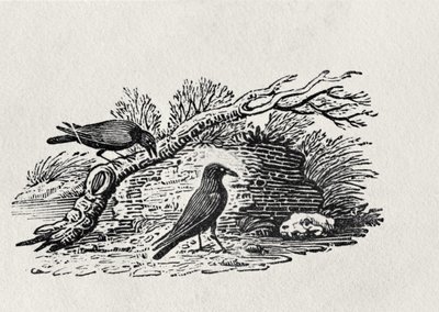 कौवे (Corvus corone corone) ने &39;हिस्ट्री ऑफ ब्रिटिश बर्ड्स&39; वॉल्यूम I, पब से। 1797 (लकड़ी की नक्काशी) द्वारा Thomas Bewick